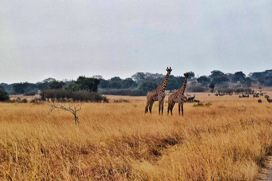 Akagera National Park